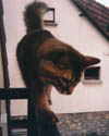 Musashi, la photo